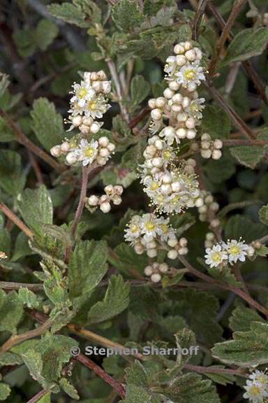 holodiscus discolor var microphyllus 6 graphic